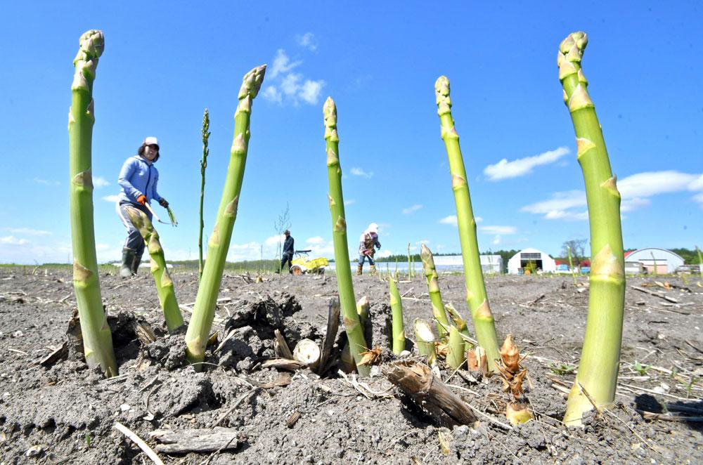 アスパラ 今年は豊作 収穫ピーク 商戦も活気 音更 | 全国郷土紙連合