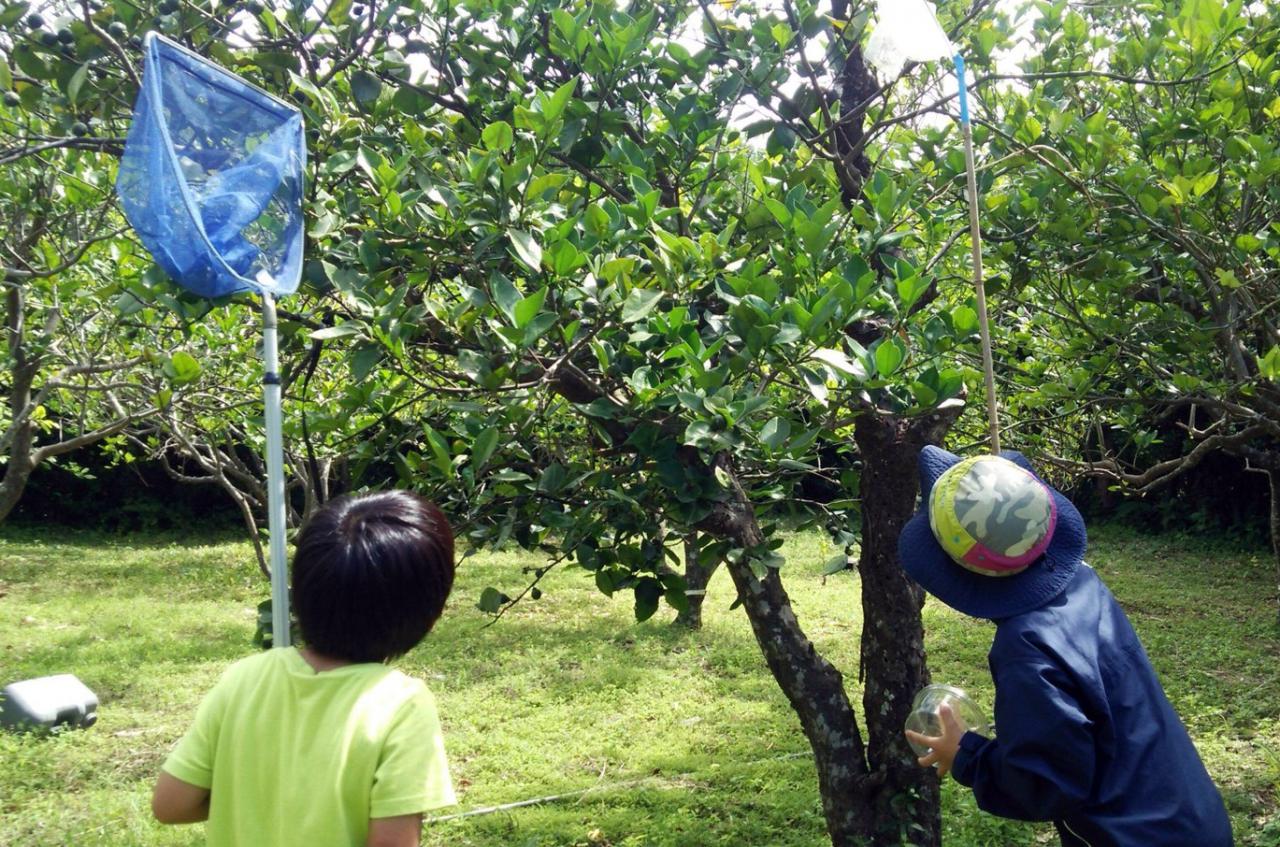 ミカン木の害虫見逃すな 親子でカミキリムシ捕獲大会 鹿児島県喜界町 全国郷土紙連合