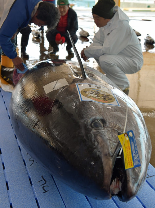 マグロ大物３８６キロ 全国郷土紙連合