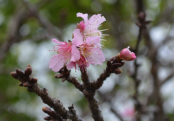 ヒカンザクラ咲き始める バンナ公園北口 平年並み 満開は２月上旬 全国郷土紙連合
