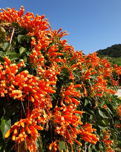 カエンカズラが見ごろ 鮮やかなオレンジ色の花 全国郷土紙連合