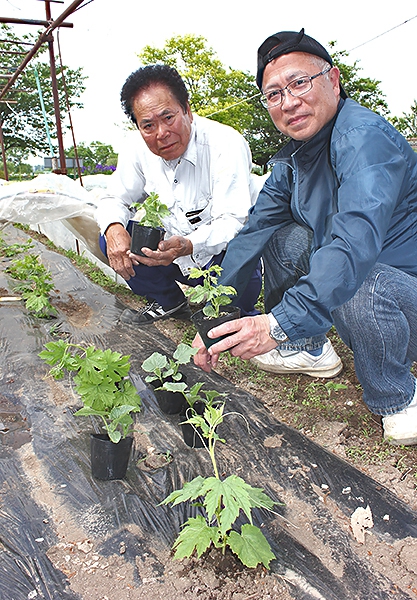 埼玉でゴーヤ苗定植 大浜郷友 ８月品評会向け 全国郷土紙連合