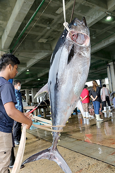 今期のクロマグロ漁終了 倍増 県全体漁獲量の半分 全国郷土紙連合