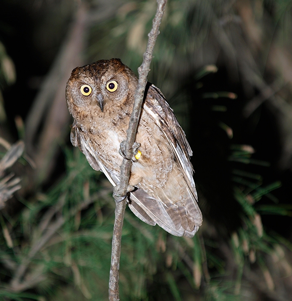 新手法で個体群動態確認 島嶼小型フクロウ保護に光明 北海道大学研究チーム 全国郷土紙連合