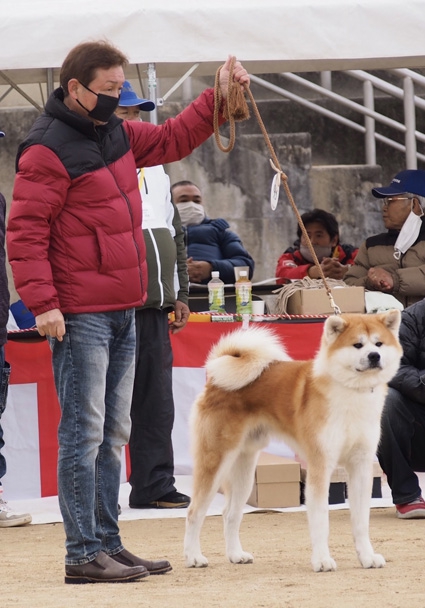 能代市で飼育の秋田犬「途中丸」 本部展で最高賞 | 全国郷土紙連合