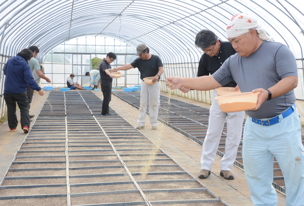 葉タバコの豊作祈願 知名町 生産者らが種まき式 | 全国郷土紙連合