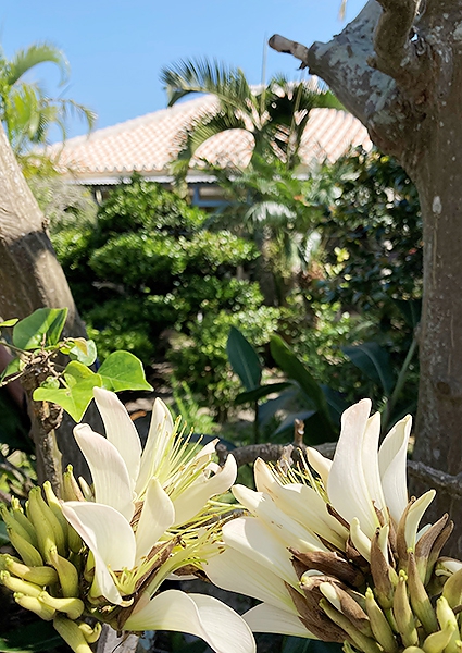 珍しい白いデイゴ開花 淡く優しく 保民家で青空映える | 全国郷土紙連合