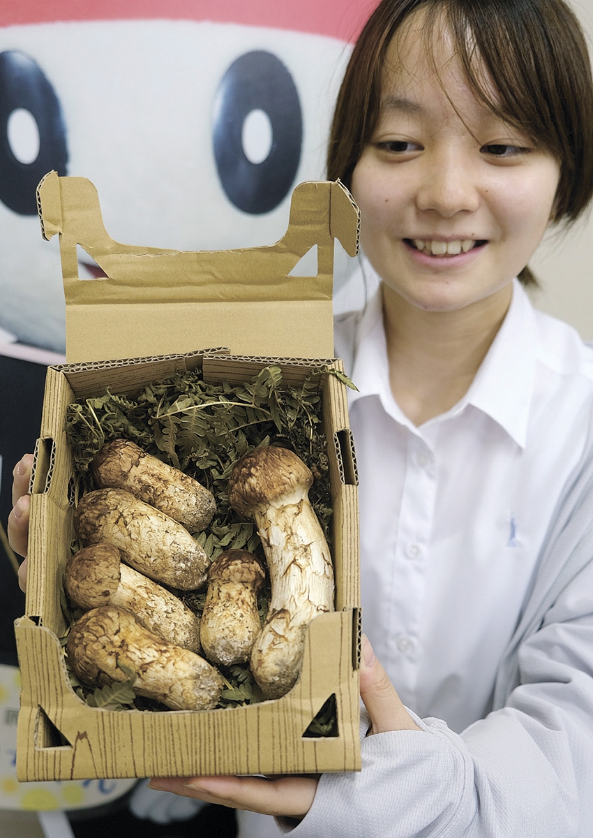 長野県辰野町のふるさと納税返礼品 マツタケ発送開始 | 全国郷土紙連合