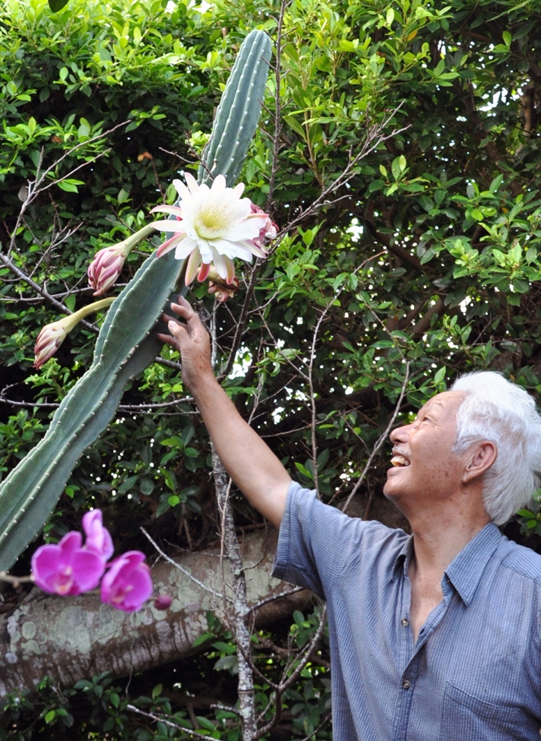 サボテンの花１０年ぶり開花 沖永良部島知名町 | 全国郷土紙連合