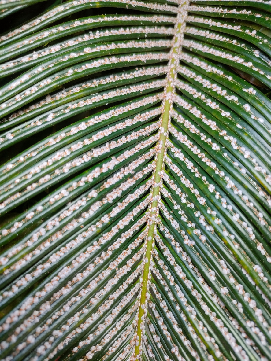 ❷メス木・奄美大島　耐寒性ソテツ　変わり葉取木 ➁メス木・奄美大島 耐寒性ソテツ 変わり葉取木