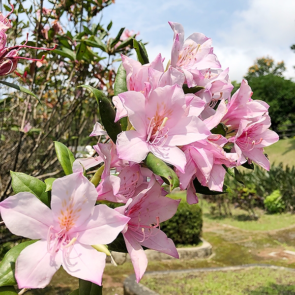 可憐にセイシカ咲く 淡いピンク色の花見頃 バンナ公園 | 全国