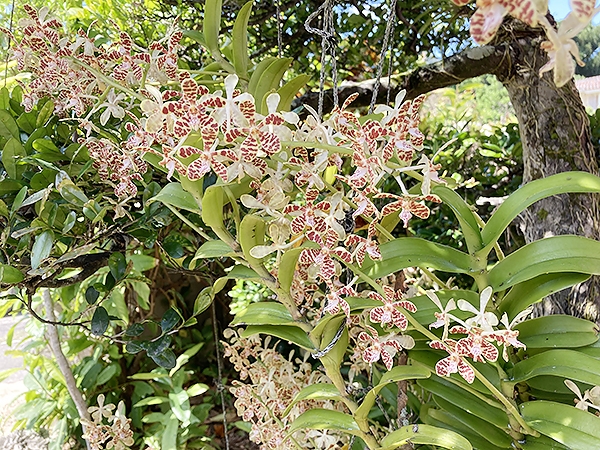 イリオモテラン - 植物/観葉植物