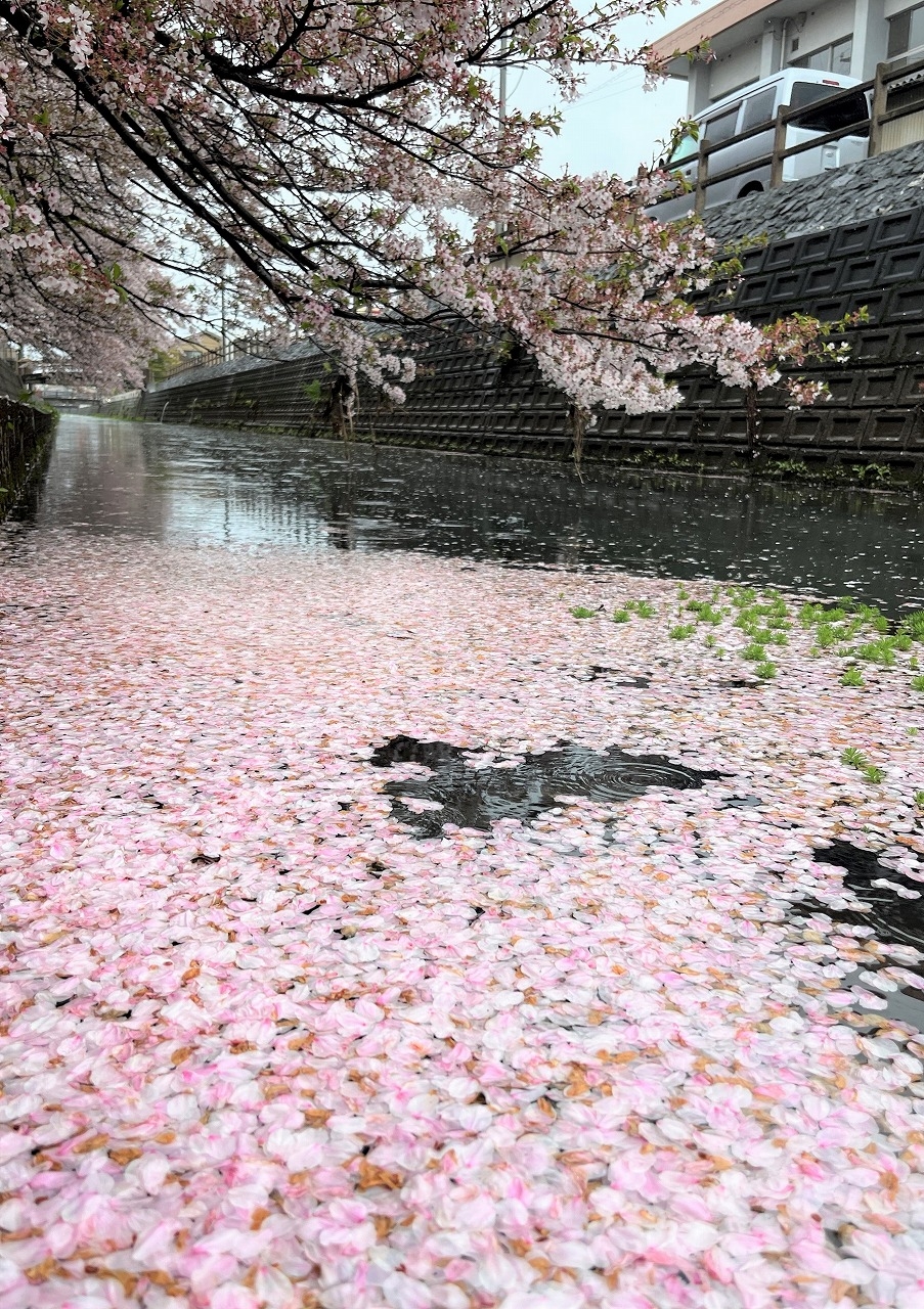 川面が桜色に染まる、開花宣言から３週間 見納め間近【宇部】 | 全国郷土紙連合