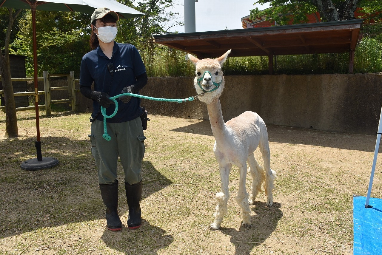 ときわ動物園でアルパカの毛刈り、夏本番前に「クールビス」姿に【宇部