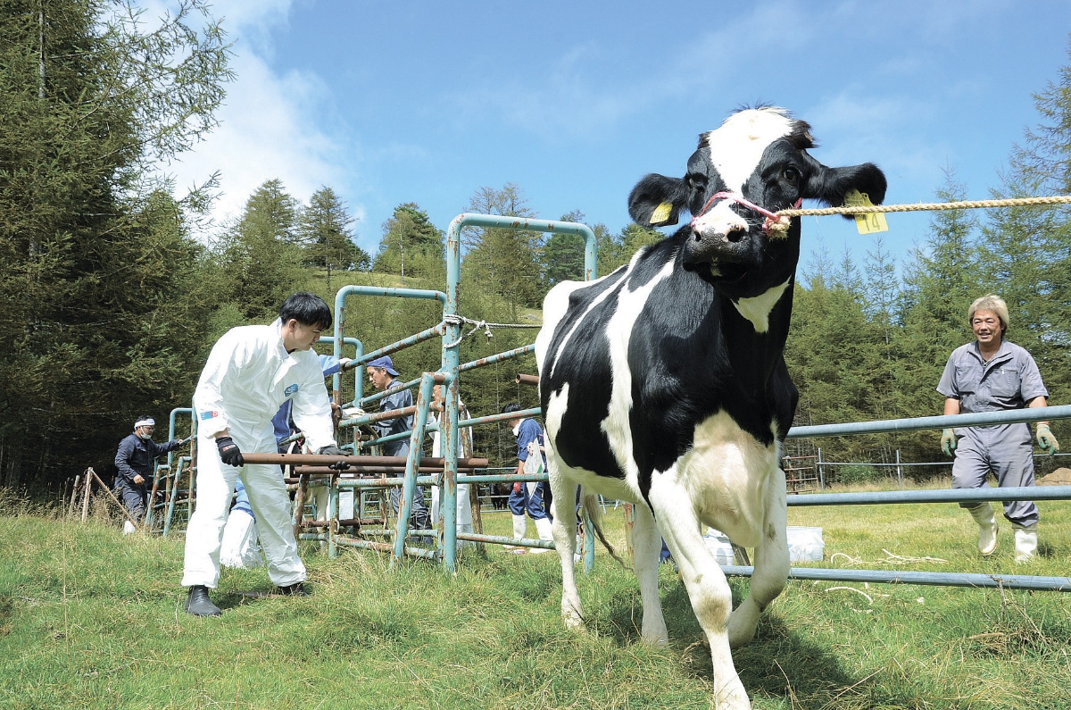 入笠牧場で牛の下牧 健康状態「良好」餌代低減にも 長野県伊那市高遠町 全国郷土紙連合