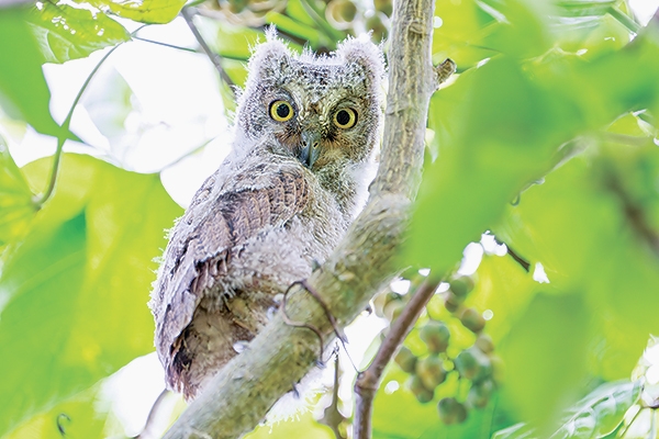 リュウキュウコノハズク巣立つ | 全国郷土紙連合