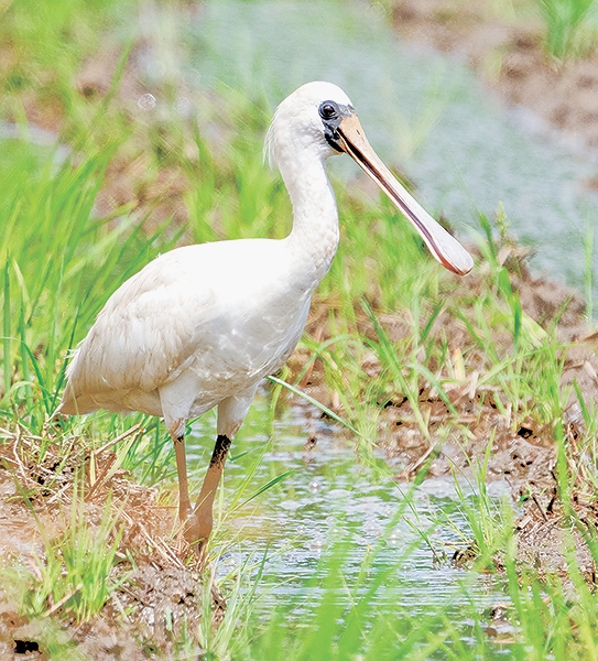 クロツラヘラサギ飛来 絶滅危惧種 市内の田んぼで確認 | 全国