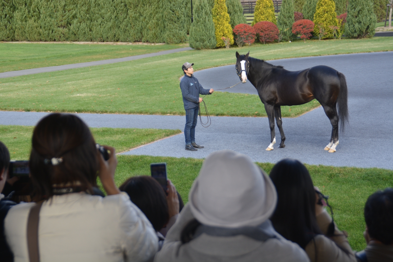 「社台スタリオンＳ種牡馬カタログ 2002年版 ウマ娘登場名馬多数掲載」 社台スタリオンステーション種牡馬展示会にドウデュース登場