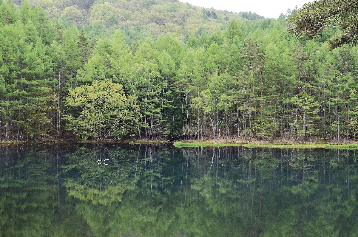 豊かな新緑、水鏡の絶景 長野県茅野市奥蓼科の「御射鹿池